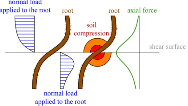 Fig. 3 Scheme of the root deformation due to the shear of the soil layer (the upper layer moves towards the right on the  lower one)