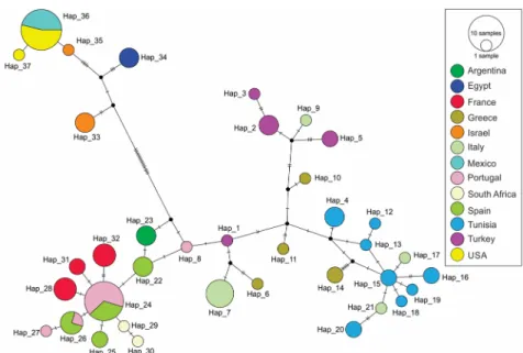 Fig 2. Neighbor-joining network of CO1 data. Haplotype network for the CO1 region for populations of Planococcus ficus collected in Europe, Africa, the Middle East, Argentina, California and Mexico