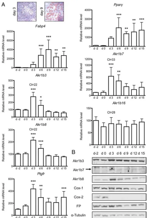 Figure 2. Akr1b3, Akr1b7 and Akr1b8 expression levels are transiently increased during the earlier step of 3T3-L1 adipogenesis