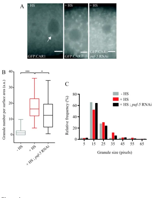 Figure 4. Heat-induced granules form less efficiently in C. elegans gonad after downregulation of PUF-5