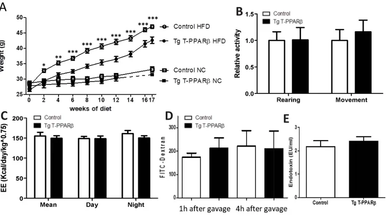 Figure S1: Weight gain, relative activity, energy expenditure and intestinal permeability in  Tg  T-PPARβ  compared  to  control  mice