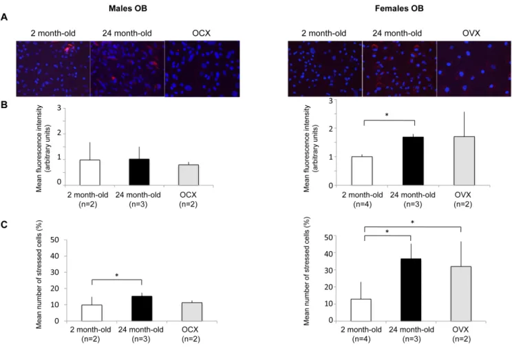 Figure 4: Effect of aging and gonadectomy on oxidative stress in OB.  OB cells were isolated from long bones of 2 month-old  (n = 2), gonadectomized (n = ) and 24 month-old (n = 2) male and female mice (2-4 mice per condition)