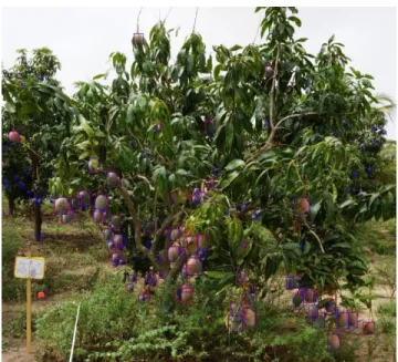 Figure 8. Detection of mangoes in ‘Keitt’ tree  image. Red boxes were expert annotated fruits, 