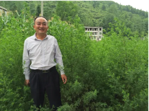 Figure 2: Farmer and his crop of artemesia annua in Chongqing, China 