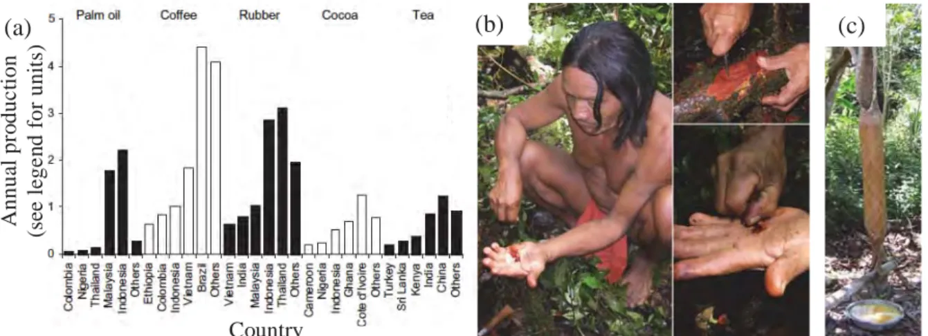 Fig. 2. Examples of global products and local traditional uses of tropical forest plants