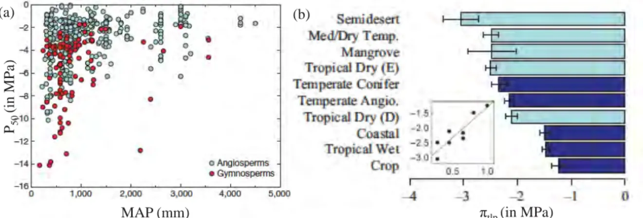 Fig. 18. (a) Embolism resistance as a function of mean annual precipitation for 384 angiosperm and 96  gymnosperm species