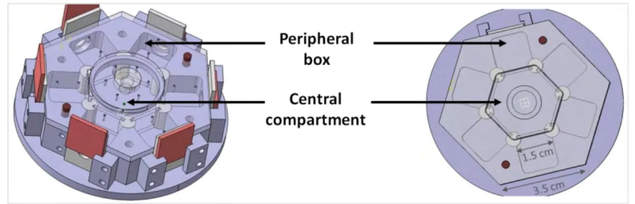 Figure 2: Hexagonal device. We put up to 6 prospector females in the central compartment, while  the demonstrator flies were placed in the peripheral boxes
