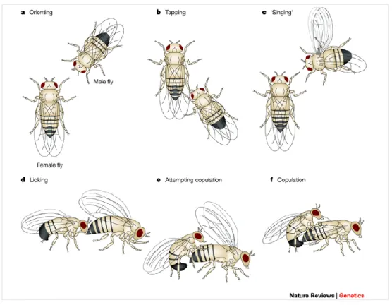 Figure  3:  &#34;Sequence  of  courtship  behaviours  shown  by  Drosophila  melanogaster  males  towards  females