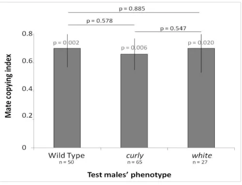 Figure 2. 3: Mate copying index according to the test males’ phenotype.  The mate copying protocol  used is the short demonstration one except that the test males were from wild type,  curly, or white  phenotypes