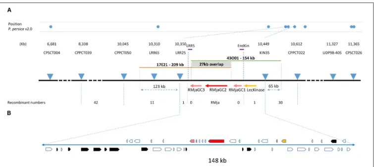 FIGURE 1 | High-resolution mapping of the RMja region. (A) Molecular markers used in this study and their position in the peach genome v2.0 are indicated at scale with blue dots