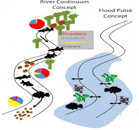 Fig.  1 :  Concept  de  continuum  fluvial  vs  le  concept  d’inondation  pulsé  (modifié  d'après  Vannote et al