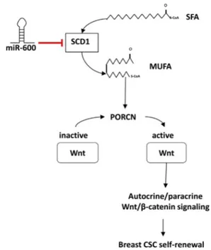 Figure 6. Simplified Model of bCSC Bimodal Regulation by the miR- miR-600/SCD1/WNT Axis