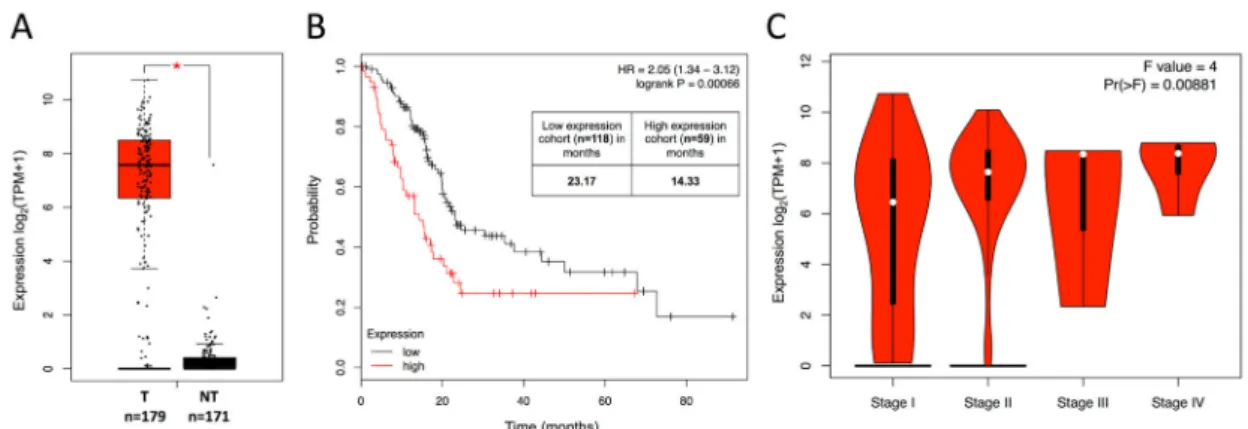Figure 1. Prognostic value of mesothelin expression by pancreatic ductal adenocarcinoma (PDAC) patients for survival