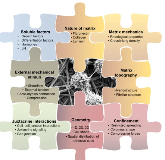 Fig. 1. Schematic representation of the various biophysical parameters that comprise the local microniche surrounding a single cell