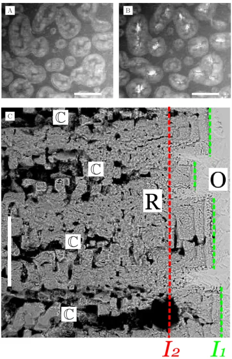 FIG. 6. Pore channel geometry. A) In situ reflected light microscopy image in view 1 focused on front I 1 