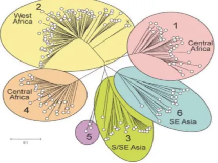 Figure 8 : Arbres évolutifs de toutes les séquences NS5B disponibles du VHC [extrait de (47)] 