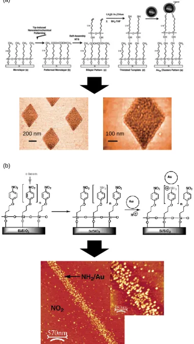 Figure I.11 : Représentations schématiques de l’assemblage dirigé de nanoparticules d’or obtenu par  interactions  chimiques  avec  des  groupements  thiols  (a)  et  des  groupements  NH 2   (b)  et  topographies  par AFM des assemblages dirigés obtenus