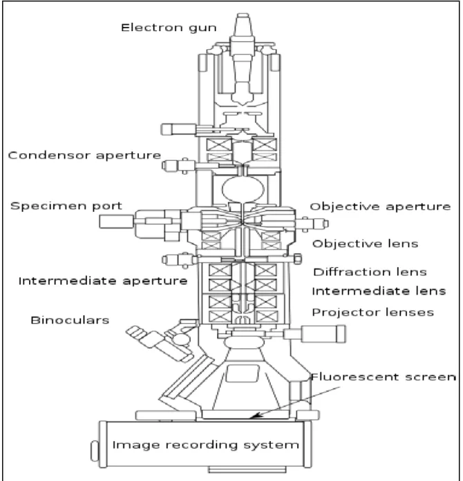 Figure 1.2: Schematic drawings of the main elements of a transmission electron micro- micro-scope.