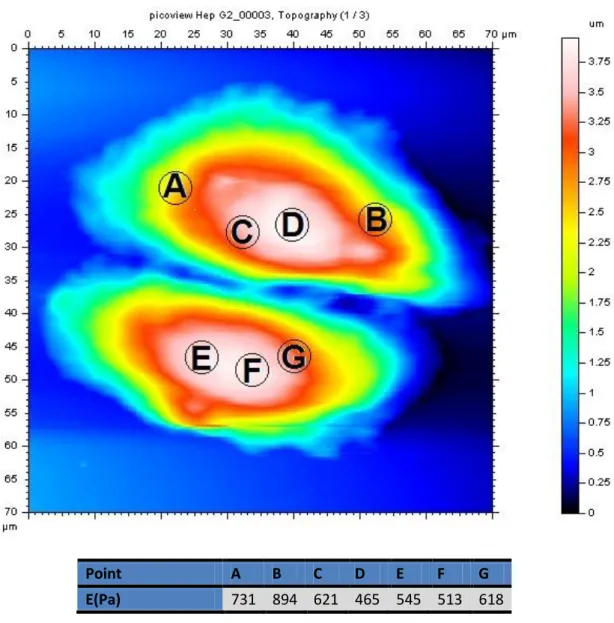 Fig. 6: AFM topography of Hep G2 cell,  the point A to G are the measurements where  has been carried out 