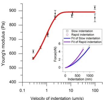 Fig. 7: Young’s modulus versus indentation velocity. In the insert: force versus  indentation for two different velocities (v=100µm/s and 100nm/s) and their fit by Eq