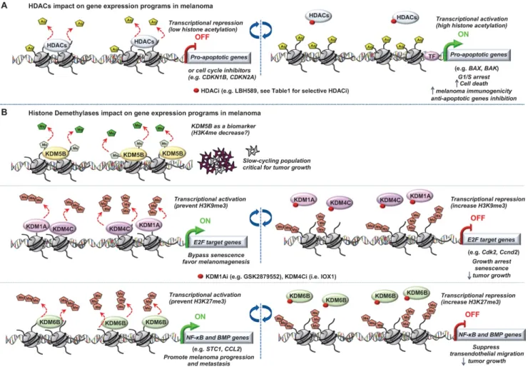 Figure 3. Role of “Erasers” in melanoma. Epigenetic mechanisms driven by (A) histone lysine deacetylases (HDACs) or (B) histone lysine demethylases (KDM5B, KDM1A,  KDM4C and KDM6B) in melanoma progression