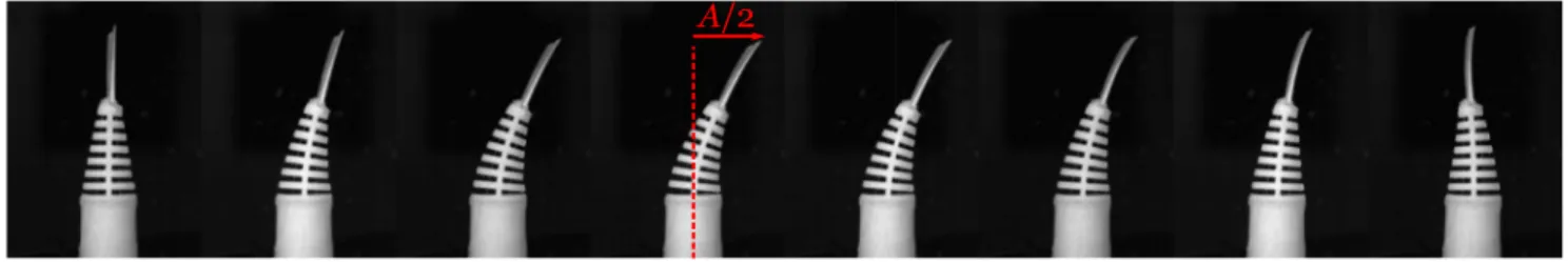 FIG. 2. Image sequence (half of a period) of the swimming fish with the parameters Φ = 100 ◦ , f = 1 Hz, and U 0 = 0.