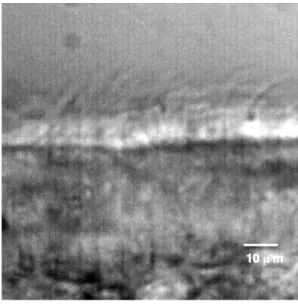 Fig. 2 A single frame containing ciliary beating and interferences recorded with a GigE Vision color CMOS camera