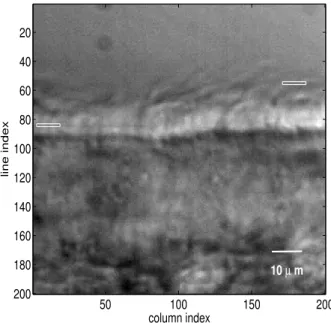 Fig. 4 Image with the first (line 84) and last (line 55) sub-image positions defining regions of interest