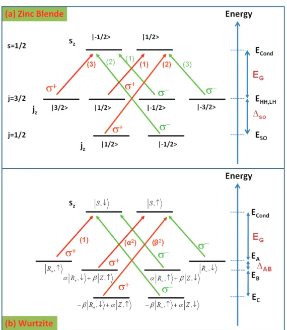 Figure 1.8: The selection rules of the electronic transitions at þk = 0 under circular excitation σ ± of (a) ZB and (b) WZ bulk semiconductors