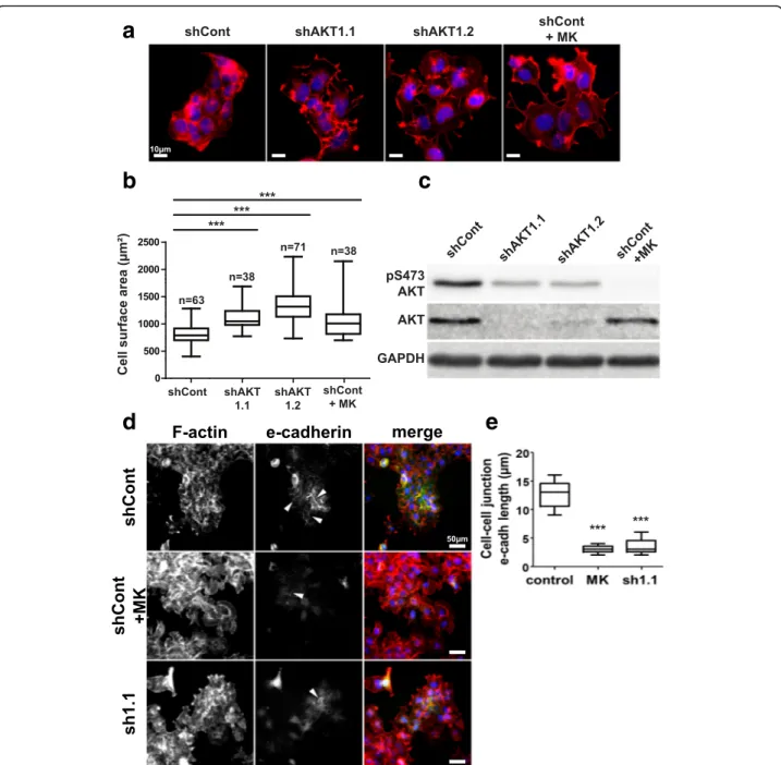 Fig. 1 AKT1 inhibition induces CAL33 cell spreading. a Alexa555-phalloidin (red) staining of the actin cytoskeleton in CAL33 cells expressing a control shRNA (shCont), two independent shRNA sequences targeting AKT1 (shAKT1.1 and shAKT1.2) or control cells 