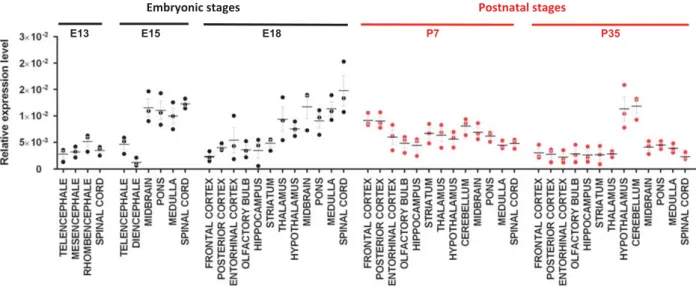 Figure 1. Ptchd1 gene expression pro ﬁ le in the mouse developing brain. Ptchd1 mRNA expression level was assessed by quantitative reverse transcriptase – PCR on cDNA arrays (Origene) from 48 mouse cDNA extracted from telencephalon, frontal cortex, posteri