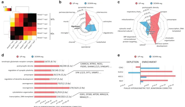 Figure 4. Analysis of the hippocampal transcriptome of Ptchd1 −/y reveals global increased expression of synaptic genes