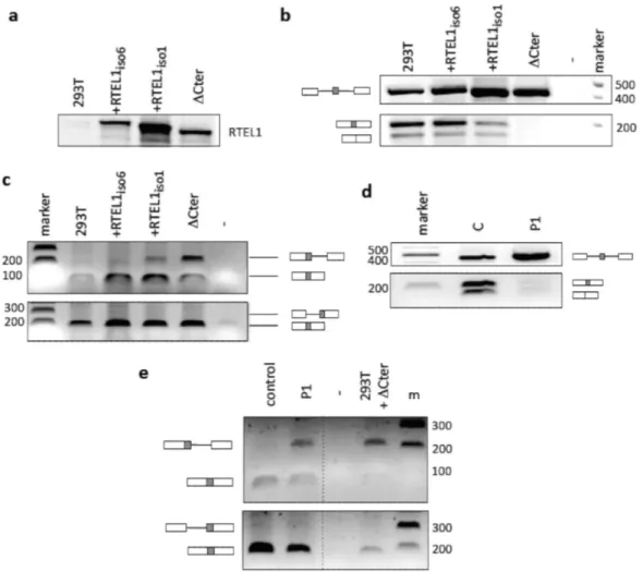 Figure 6. RTEL1 deficiency leads to splicing defects. (a) Western blot showing levels of expression of exogenous RTEL1 proteins in 293T cells (equivalent amounts of whole cell extracts)