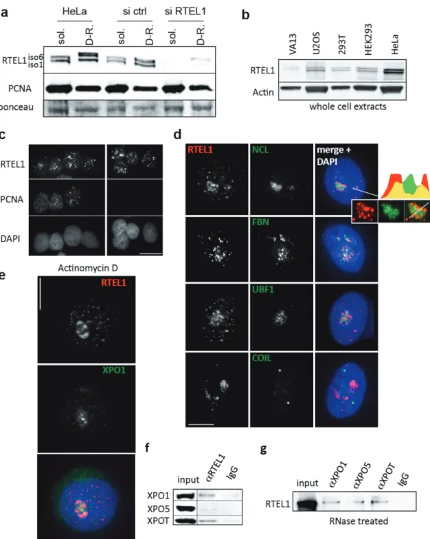 Figure 1. Human RTEL1 has a nucleolar localization and interacts with exportins. (a) Antibodies prepared against the C-terminus of the RTEL1 iso6