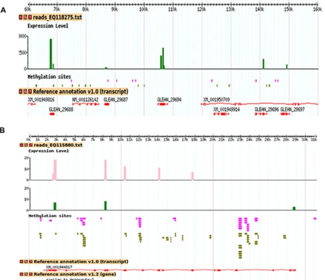 Fig. 4. Representative scaffolds decorated with the mapping of the exact matches corresponding to the methyl reads and the transcriptomic contigs