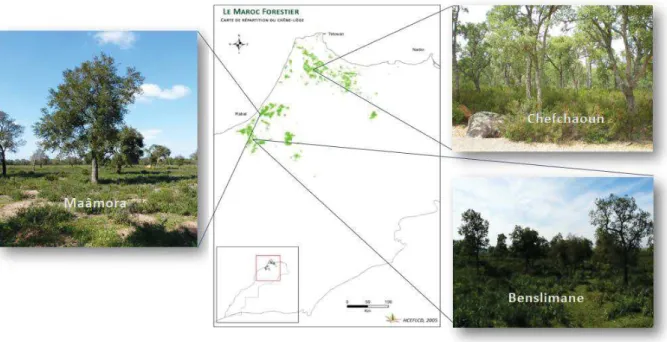 Figure  1.  Distribution  du  chêne-liège  (en  vert)  au  Maroc,  avec  la  localisation  des  trois  habitats sélectionnés pour l’étude