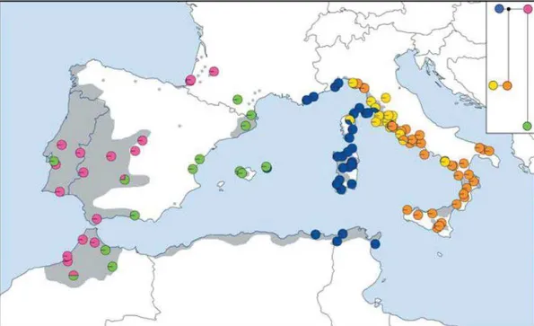 Figure  I.1.  Distribution  of  molecular  lineages  of  Quercus  suber  populations  in  its  modern  natural  area  and  phylogenetic  reconstruction  of  the  relationships  among  haplotypes