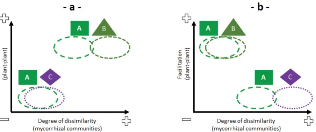 Figure  I.3.  Hypotheses  regarding  the  implication  of  mycorrhizal  community  in  plant  facilitation  [adapted  from  Montesinos-Navarro  et  al.,  (2012a)]