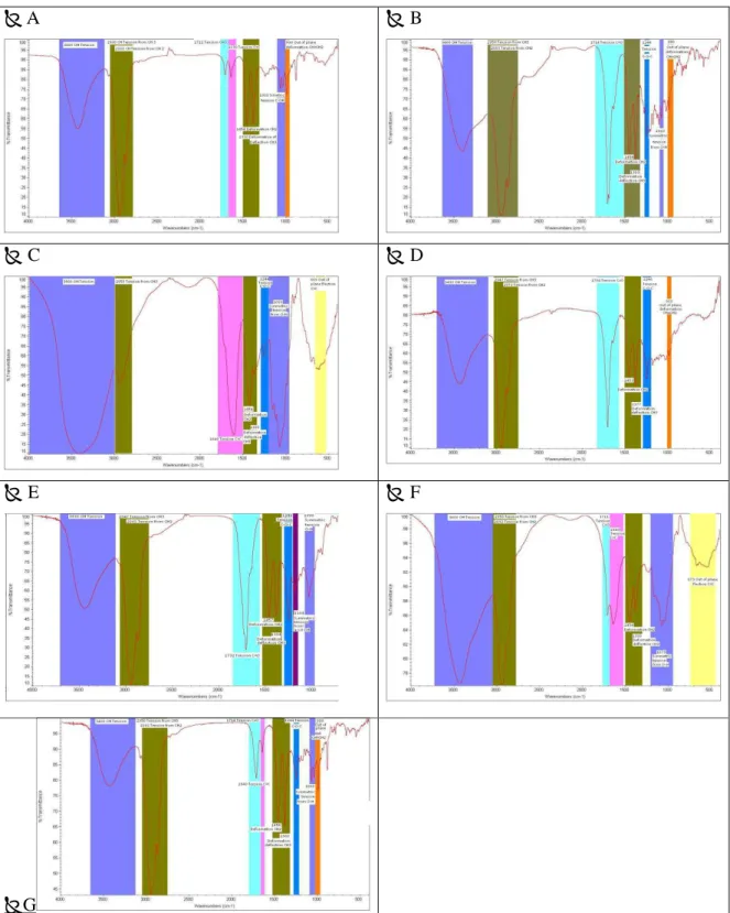 Fig 37  Band interpretation for the studied species : A) B. bipinnata, B) B. excelsa, C) B