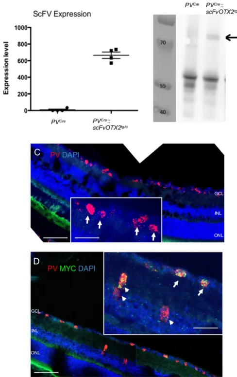 Figure 1. Expression of OTX2-scFV in P30 mouse retinal tissue. A , qRT-PCR for OTX2scFV mRNA was conducted on extracts from PV Cre and PV Cre ::scFvOTX2 tg/o mice and raw ct values normalized and converted to arbitrary units