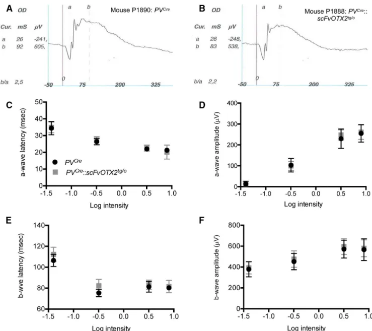 Figure 5. ERG of P30 mice expressing OTX2scFV and their PV Cre littermates. A , B , Representative traces under scotopic conditions of the right eye at 3.19 cd/m 2 