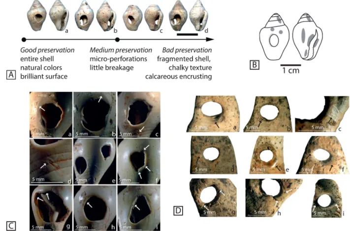 Figure 9. A) State of preservation state of the Columbella rustica shells; B) Use-wear traces and distribution patterns observed on the C