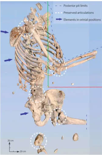 Figure 7. 3D model showing the positions of bones and their articulations (cre- (cre-ated by S