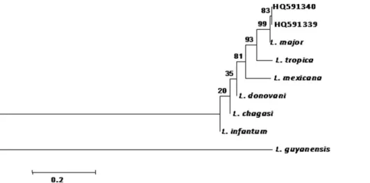 Figure 2. Dendrogram constructed using sequences of Leishmania major from S. darling (HQ591339) and P