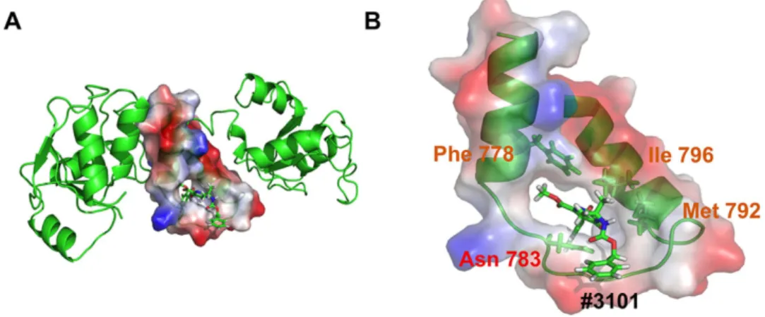 Figure 7.  Interaction with the Lig4 C-ter domain analyzed by Molecular Dynamics Simulation