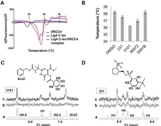 Table 2.   Results of analysis by DSF and STD -NMR spectroscopy of the interaction of selected compounds  with the Lig4-Cter domain.