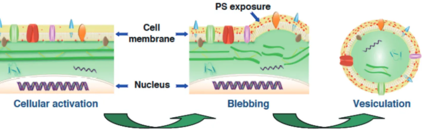 Figure 1.  Scheme of cell activation, phosphatidylserine (PS) exposure, membrane blebbing and release of microvesicles (vesiculation).
