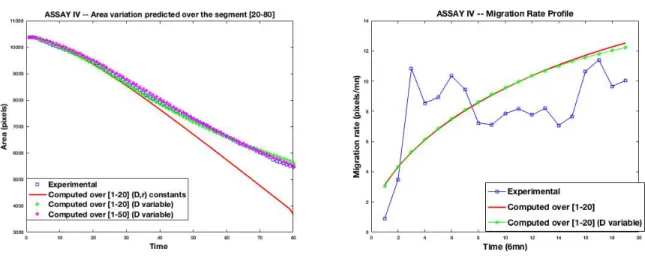 Figure 12: Assay IV : time evolution of experimental versus computed wound area (left) and migration rate (right) for different dataset subsets used for the calibration, and the remaining used for the prediction