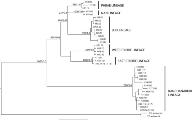 Figure 4: Maximum likelihood tree summarizing the phylogenetic relationships among the 36  haplotypes of the studied populations based on the three combined genes (GTR + G model)