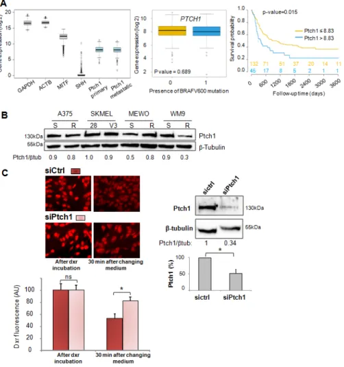 Figure 1. Ptch1 is expressed in patients-derived melanoma specimens and melanoma cell lines, and  transports chemotherapy agents out of cells